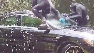 Monkey Car wash