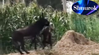 It's just a shock!!!  Surprising..a mad hyena attacks a donkey, but what happened was a surprise.Video 2023