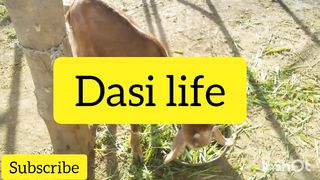 Dasi goat with dasi life