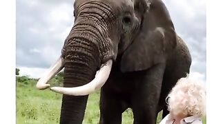 L éléphant est adorable