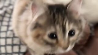 Funny Cats