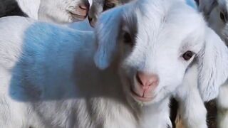 Funny Video