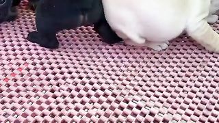 funny dog
