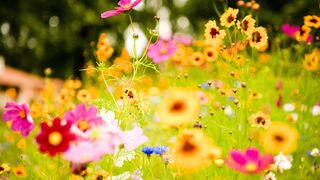The Most Beautiful Flowers Collection 8K ULTRA HD / 8K TV