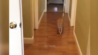 Funny Animal Videos 2023 ???? - Funniest Cats And Dogs Video ????????