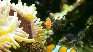 beautiful fish walk in the sea