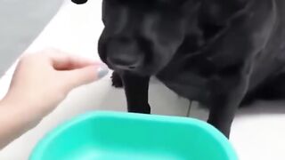 New Funny Videos 2023 ???? Cutest Cats and Dogs ???????? Part 9