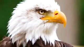 Eagle's Life ???? | Eagle ki 70 salaa life ma kya kya mushkilaat ati han