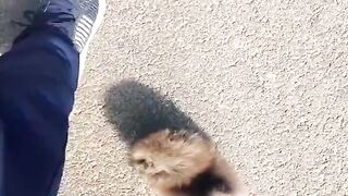 New Funny Videos 2023 ???? Cutest Cats and Dogs ???????? Part 59