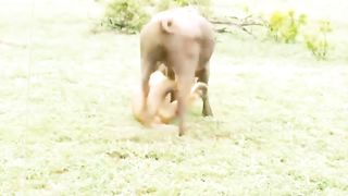 Cute Wild Animals Video |wild animals hunting