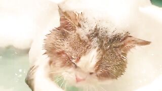 New Funny Videos 2023 ???? Cutest Cats and Dogs ???????? Part 58