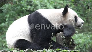 panda rest in the garden