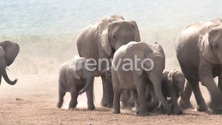 elephant  family walk in ground