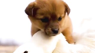 see the friendship of dog or rabit