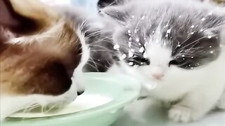 New Funny Videos 2023 ???? Cutest Cats and Dogs ???????? Part 52