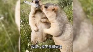 The confusing behavior of animals (6)