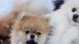 ????????Cute Dogs Compilation ????????