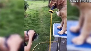 The confusing behavior of animals (8)