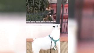 The confusing behavior of animals (9)