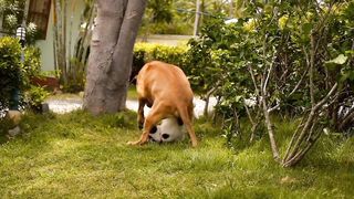 Baby Dogs cute and funny Dog Videos Compilation of Funny Puppy Videos
