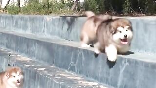 naugty dogs play