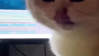 New Funny Videos 2023 ???? Cutest Cats and Dogs ???????? Part 51
