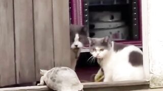 New Funny Videos 2023 ???? Cutest Cats and Dogs ???????? Part 50