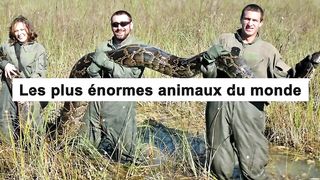 Animaux Géants Qui Existent Vraiment !