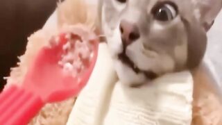New Funny Videos 2023 ???? Cutest Cats and Dogs ???????? Part 49
