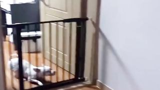 New Funny Videos 2023 ???? Cutest Cats and Dogs ???????? Part 48