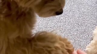 New Funny Videos 2023 ???? Cutest Cats and Dogs ???????? Part 47