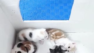 New Funny Videos 2023 ???? Cutest Cats and Dogs ???????? Part 46