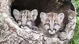 Wildlife