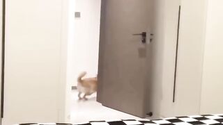 New Funny Videos 2023 ???? Cutest Cats and Dogs ???????? Part 45