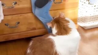 New Funny Videos 2023 ???? Cutest Cats and Dogs ???????? Part 44
