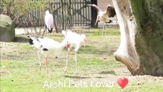 Very Beautiful Ducks and Goose video by ArshiPetsLover