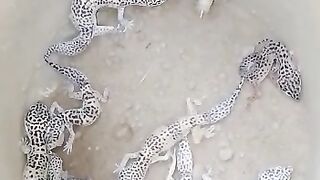Mini Crocodile move in box