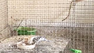 Birds eating