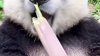 Panda lgi makan bambu