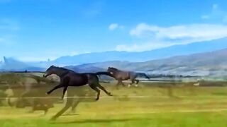 Beautiful horses esthetic view ????