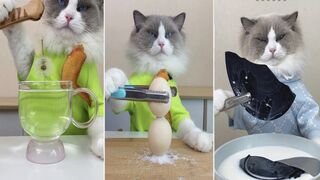 Cats make food 2023"That Little Puffi Tiktok Compilation