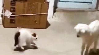 les aventures d'un chat et d'un agneau dans la chambre"