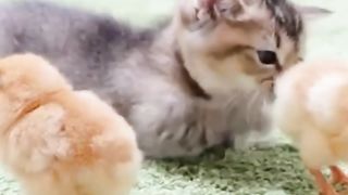 Love between cat nd chick ????