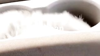 Cat song