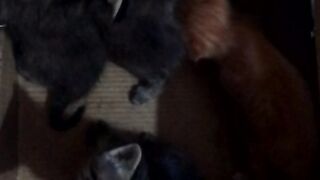 Hello World