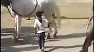Trained horse