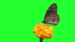 Butterfly green screen video effect HD footage