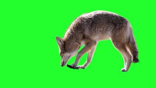 Wolf green screen video effect HD footage