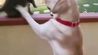 Funny video