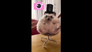 Funny animal reaction video. Fun time